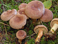 Мицелий Млечника серо-розового, Lactarius helvus 100г.