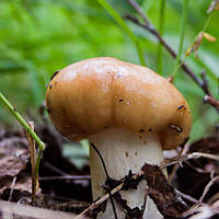 Зерновий живий Міцелій Валуя, Russula foetens 100г.