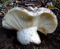 Зерновий живий Міцелій підгруздка білого (сухого Груздя, Russula delica 100 г.
