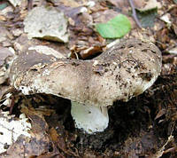 Зерновий живий Міцелій підгруздка чорного (Сироїжка чорний), Russula adusta 100 г.