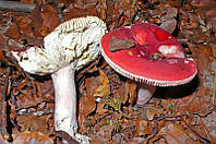 Зерновий живий Міцелій Сироїжки красивої (Бузки рожевої), Russula bella 100 г.