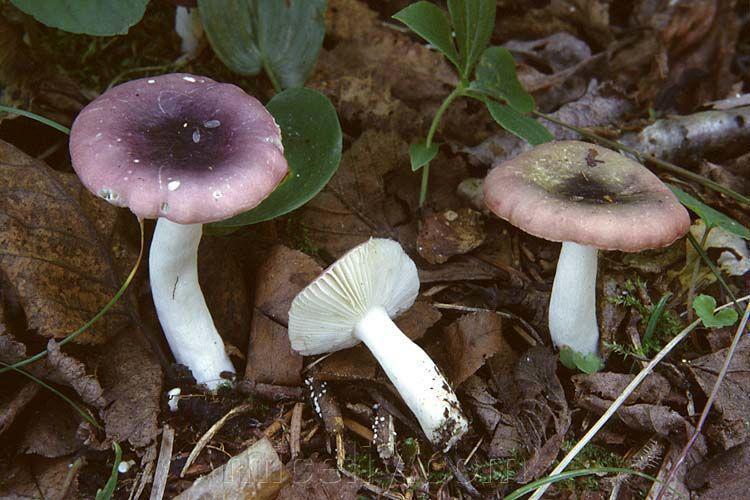 Зерновий живий Міцелій Сироїжки ламкою, Russula fragilis 100 г. - фото 2 - id-p916322458