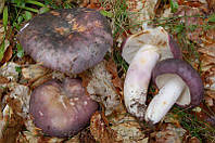 Зерновий живий Міцелій Сироїжки синьо-жовта, Russula cyanoxantha 100 г.