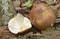 Зерновий живий Міцелій Сироїжки суцільної, Russula integra 100 г.