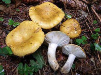 Зерновий живий Міцелій Сироїжки-охристий, Russula ochroleuca 100 г.