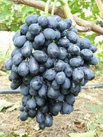 Саженцы винограда НАТАЛЬЯ раннего срока созревания
