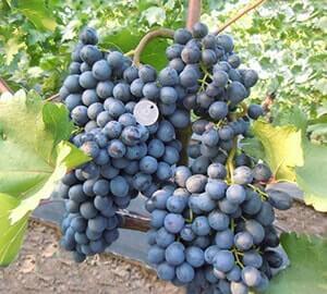 Саджанці винограду ЛІТНІЙ КОРОЛІВСЬКИЙ, фото 1