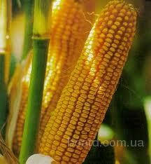 Насіння кукурудзи НС-208, НС-101,НС-300, НС-4010 (ФАО 240-260)