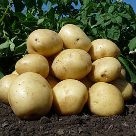 Картопля насіння Аризона, 2,5 кг, середньорань 1 репродукція