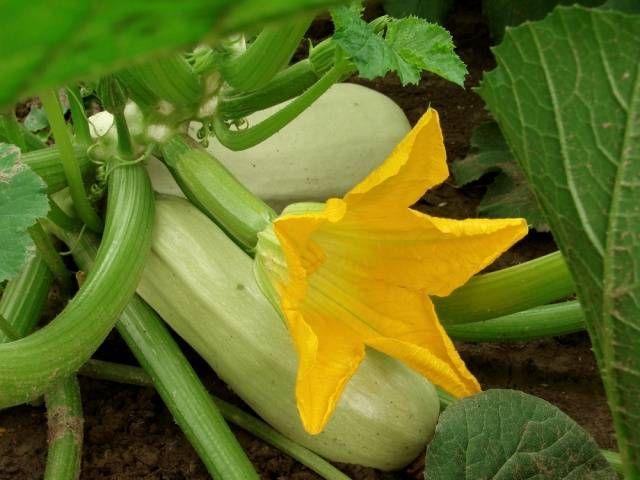 НАСІННЯ КАБАЧКА ГРИБІВСЬКИЙ 20г зiп-пакет, фото 1