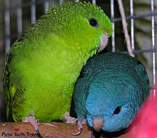 Толстоклювий папуга Катерина