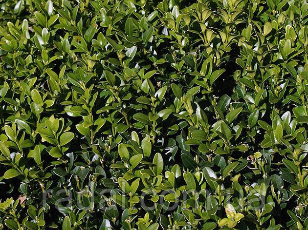 Самшит вічнозелений С5 (BUXUS SEMPERVIRENS)