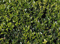 Самшит вічнозелений С5 (BUXUS SEMPERVIRENS)