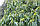 Саджанці каштану їстівного "Castanea sativa" 20-30 см, фото 2