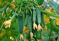 Що робити, якщо з'являється пустоцвіт на огірки в теплиці