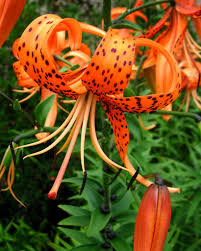 Цибулини ЛІЛІЯ Tigrinum Splendens