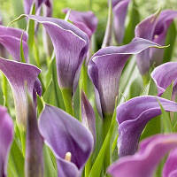 Бульби Калла Amethyst (1 шт.)