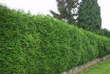 Туя західна Смарагд 170-180 см (Thuja occidentalis Smaragd), фото 3