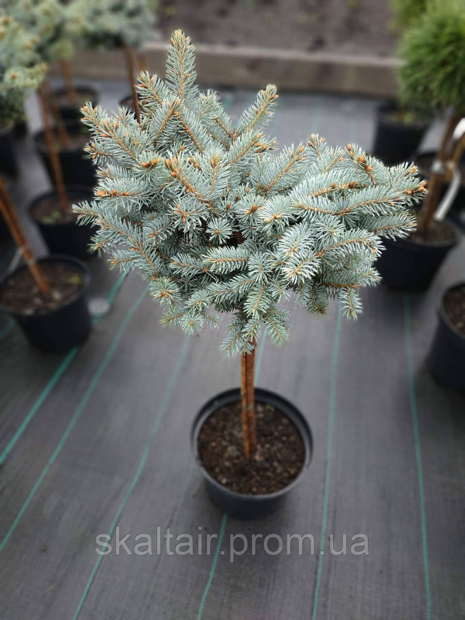 Ель Glauca Clobosa (глаука глобоза) на штамбе 35л (ID#919378635), цена ...
