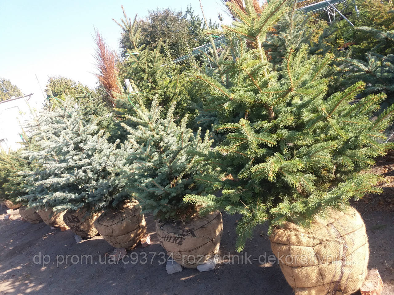 Ялина колюча ф. зелена / Picea pungens f. Glauca / Ель колючая ф ...