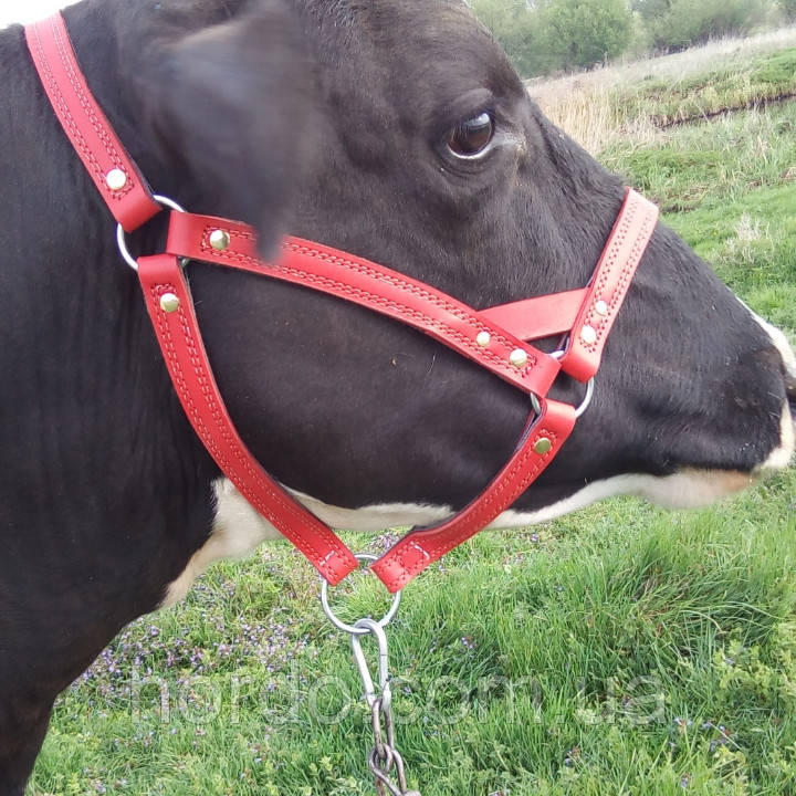 Skóra  kantar, фото 1