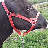 Kantar uzda, фото 2