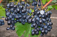 Саженцы винограда ЧЕРНЫЙ ХРУСТАЛЬ сверх ранний