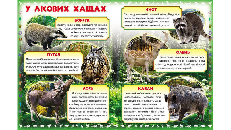 Енциклопедія Моя перша книга. Про диких тварин Пегас, фото 3