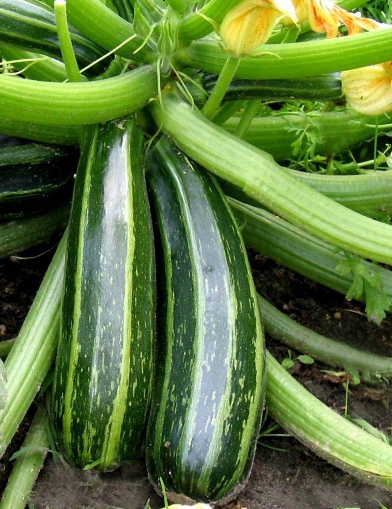 Насіння кабачка-цукіні Зебра 50г. Ранній.зiп-пакет, фото 1