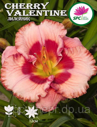 Лилейник Cherry Valentine, фото 2