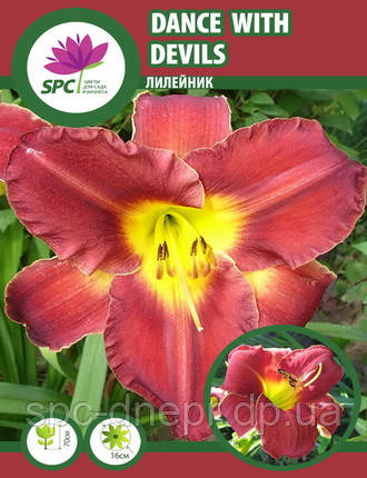 Лілейник Dance With Devils