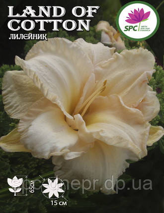 Лилейник Land Of Cotton, фото 2