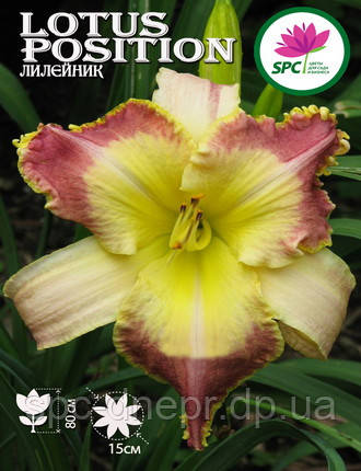 Лілейник Lotus Position
