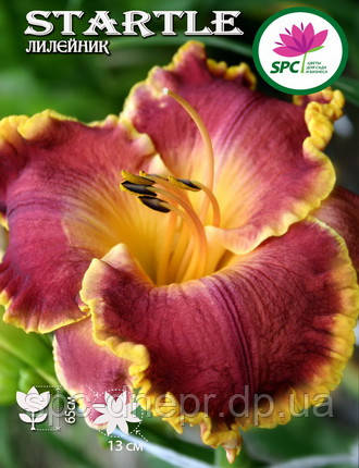 Лілейник Startle