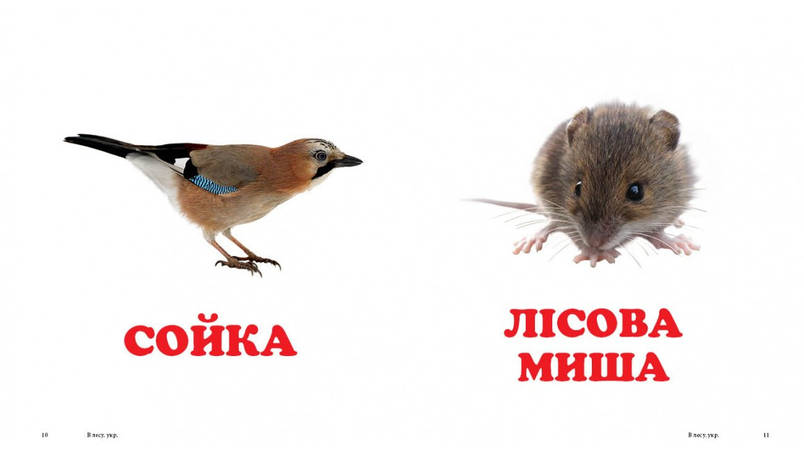 Книжка-малятко "У лісі" | Навколишній світ | Пегас, фото 2