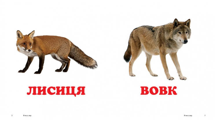 Книжка-малятко "У лісі" | Навколишній світ | Пегас, фото 4