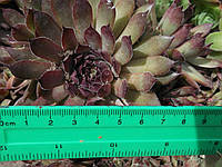 Молодило № 3