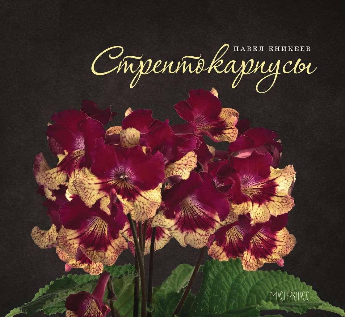 Стрептокарпуси