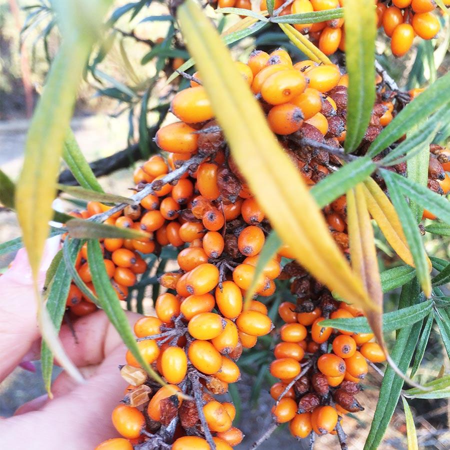 Саженцы облепихи сорт Clara, 2 летние ️купить в Украине по цене ...