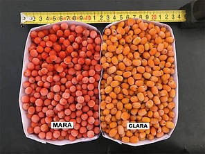 Саджанці обліпихи сорт Mara, 2 роки, фото 2