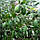 Фейхоя (Acca sellowiana) 60-70 см. Кімнатна, фото 2