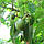 Фейхоя (Acca sellowiana) 60-70 см. Кімнатна, фото 6