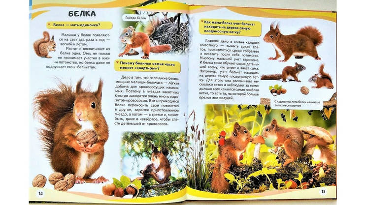 Пегас НФЕ Мами і малюки ВЕДМІДЬ УКР, фото 4