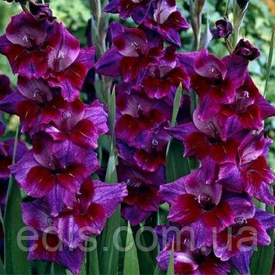 Гладіолус Velvet Eyes 8/10 3 цибулини, фото 1