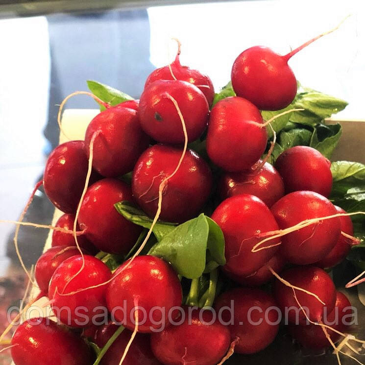 Редис ВІЄННА F1/ VIENNA F1 Enza Zaden 250 грам