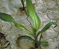 Мікро-Минералис МІДЬ N-2, Cu-4 амонійно-карбокселатні комплексони фасовка : 10 літрів., фото 4