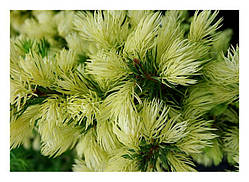 Ялина канадська Дейзі Уайт С2 25-30см ( Picea glauca Daisy's White )