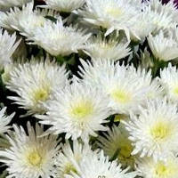 (ВЕЛИКА квітка) Хризантема мультифлора ТРІККІ ВАЙТ