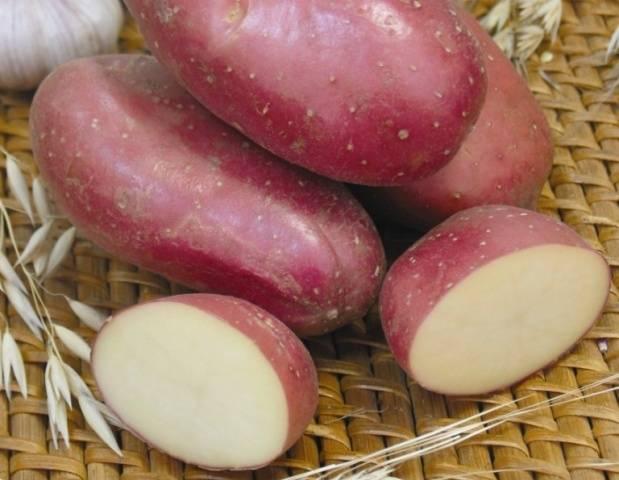 Насіннєва картопля Ажур, 1кг