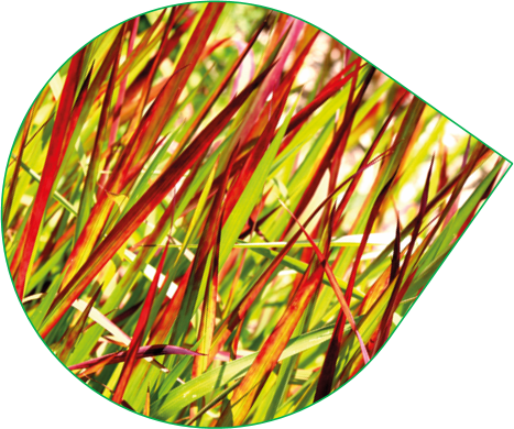 Компонент гелю Биотускин Императа Циліндрична императа циліндрична